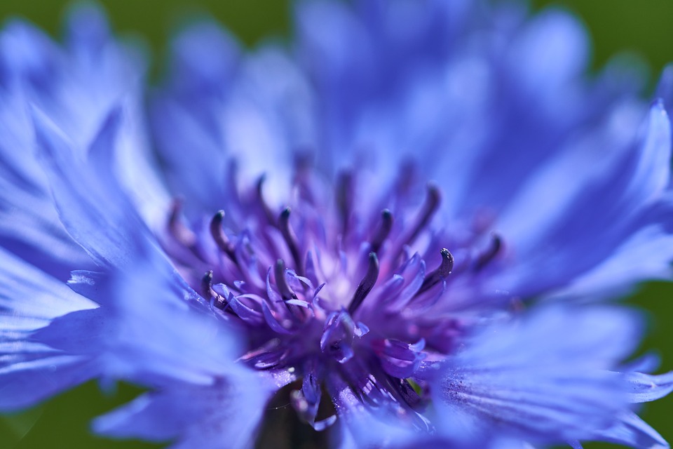 Flower 7203443 960