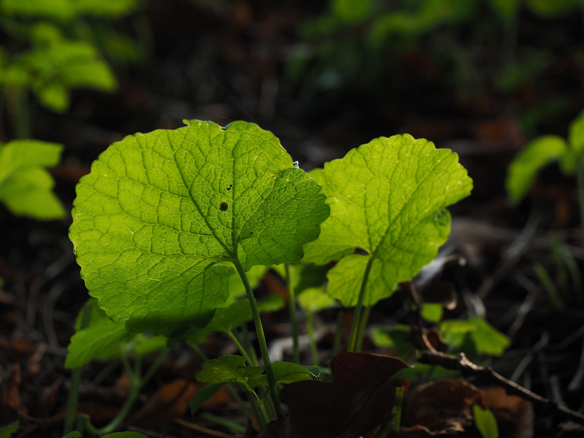 Knoblauchsrauke, gesundes Wildkraut