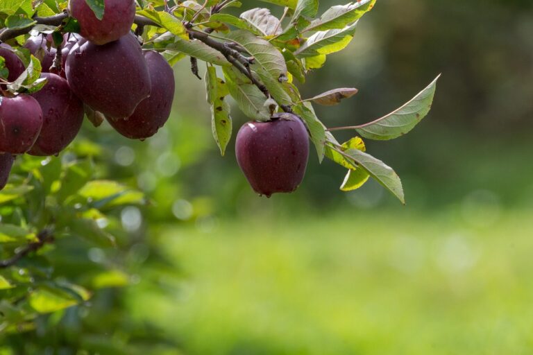Obstbaumpflege im Raum Augsburg